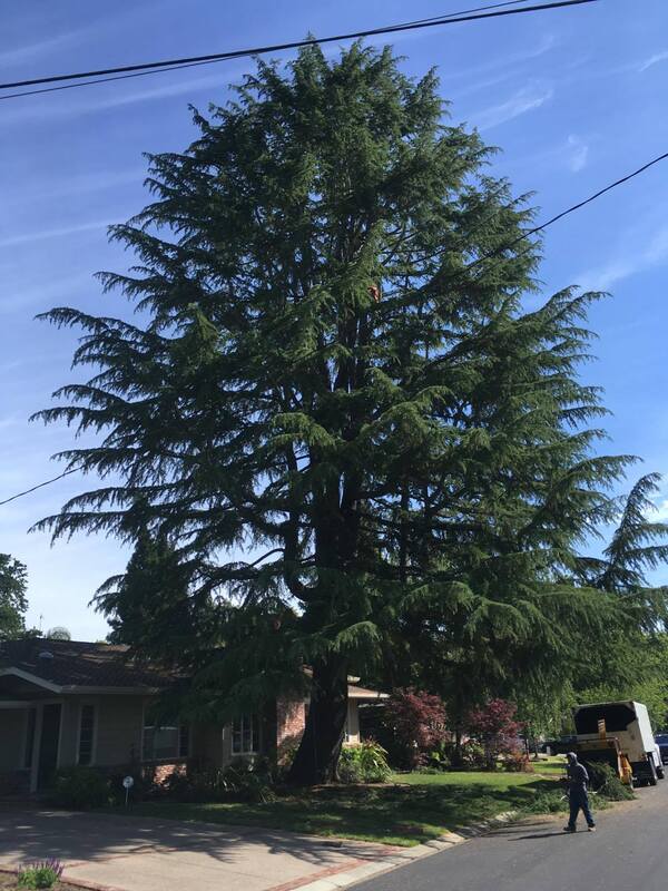 Tree Pruning Services Pleasant Hill